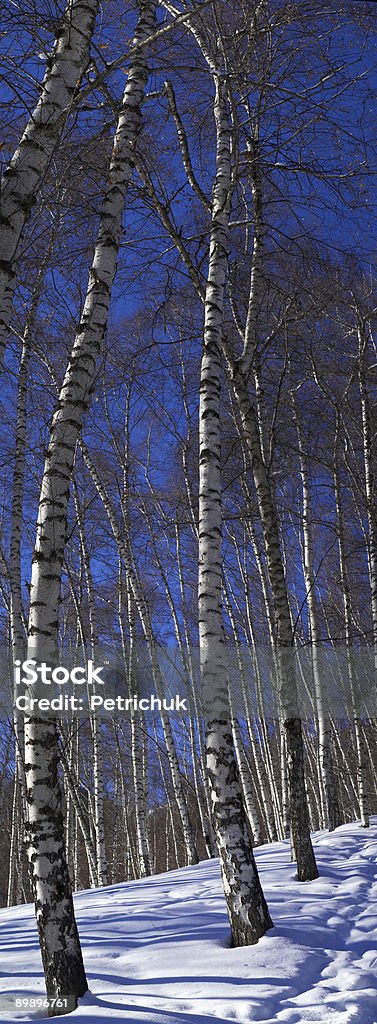 Inverno bétula panorama vertical - Foto de stock de Bosque - Floresta royalty-free