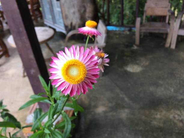 istock Flower petals to the back very strange. 898968184