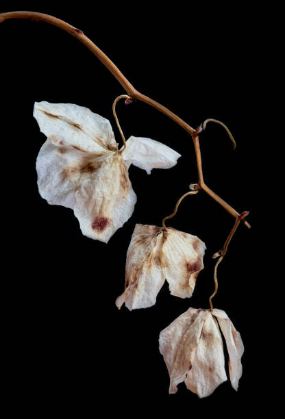 istock Wilted Orchid Phalaenopsis flower petals 898968396