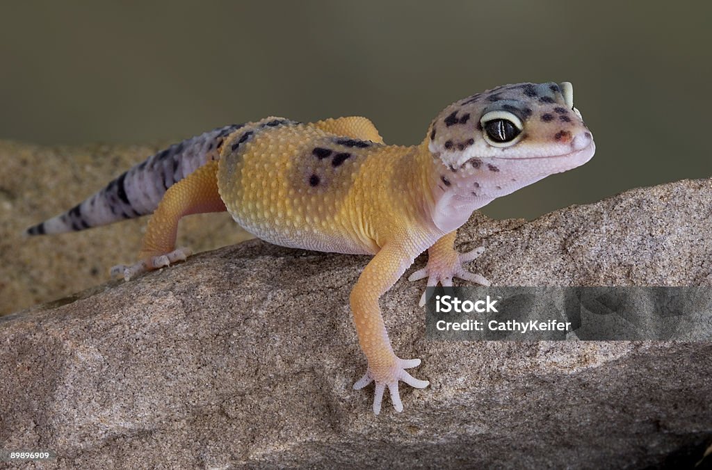 Gecko léopard ramper sur rock - Photo de Animal vertébré libre de droits