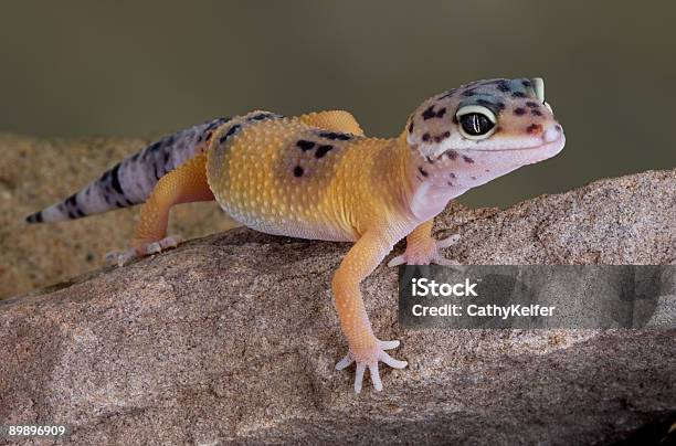 Photo libre de droit de Gecko Léopard Ramper Sur Rock banque d'images et plus d'images libres de droit de Animal vertébré - Animal vertébré, Animaux de compagnie, Désert