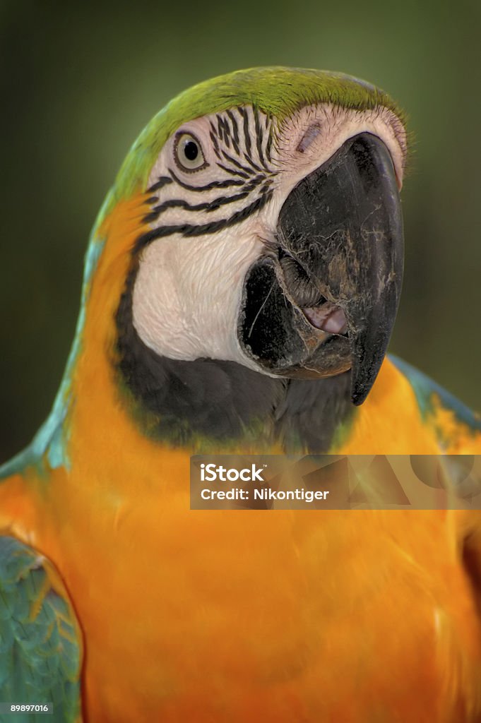 잘생긴 마코앵무새 - 로열티 프리 갈색 스톡 사진