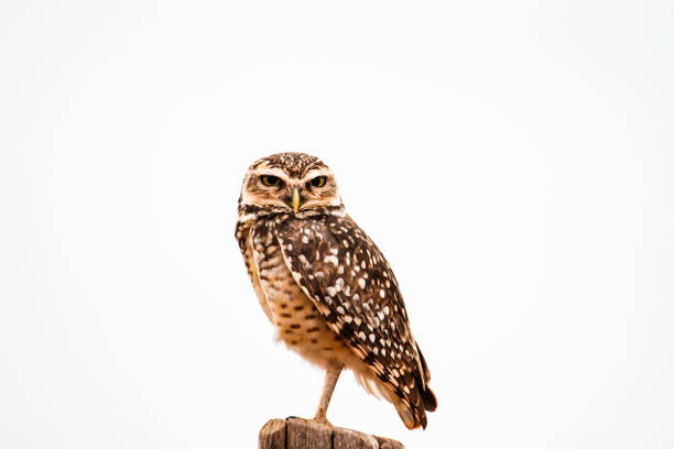 coruja-buraqueira contra fundo branco. - perch - fotografias e filmes do acervo