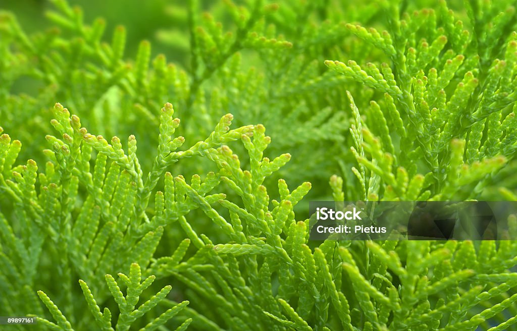 Frische grüne. - Lizenzfrei Abstrakt Stock-Foto