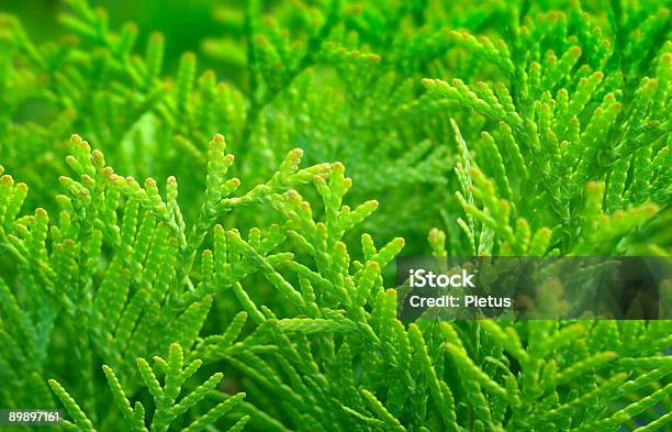 Frische Grüne Stockfoto und mehr Bilder von Abstrakt - Abstrakt, Ast - Pflanzenbestandteil, Bildhintergrund