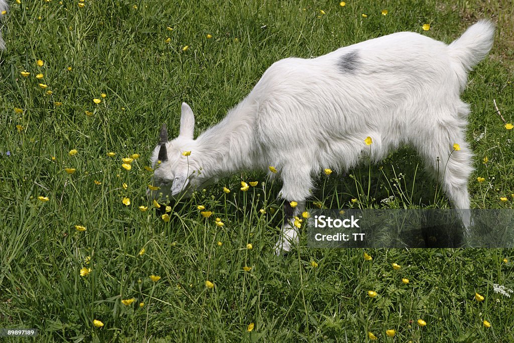 Goats - Foto de stock de Agricultura libre de derechos