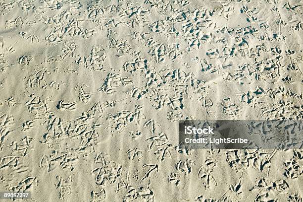 Bird Foot Prints In The Sand Stock Photo - Download Image Now - Animal Foot, Animal Track, Animal Wildlife