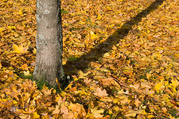 Tree and autumn leaves stock photo
