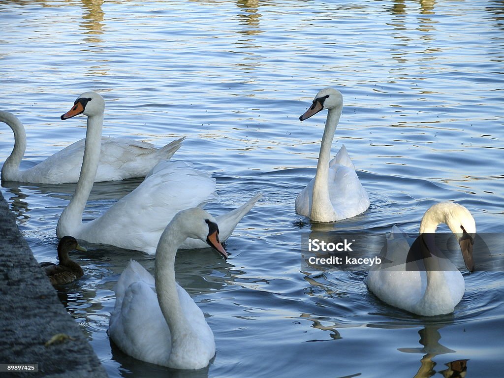 Swans and a Duck  Neuschwanstein Castle Stock Photo