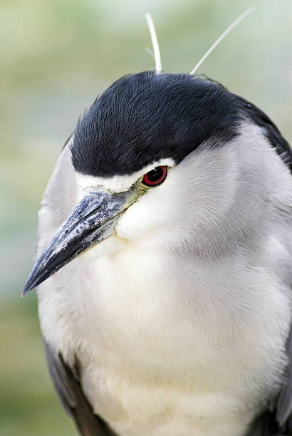 Black Crowned Night Heron  black crowned night heron nycticorax nycticorax stock pictures, royalty-free photos & images