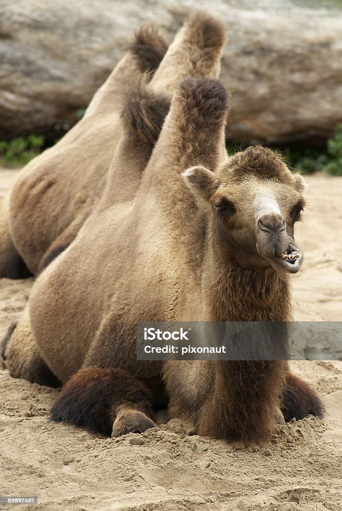 Stretch Camel  Animal Stock Photo