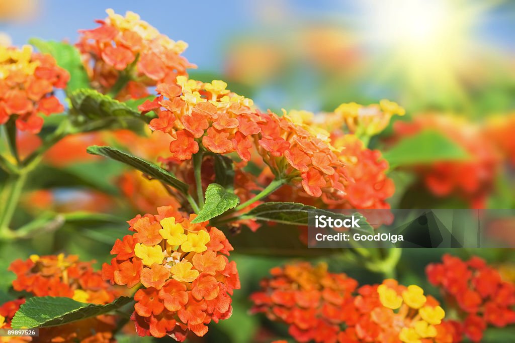 Fond Floral. Le Lantana fleurs - Photo de Arbre en fleurs libre de droits