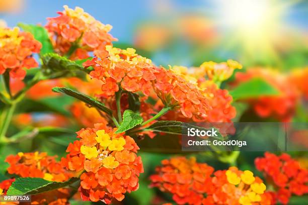 Photo libre de droit de Fond Floral Le Lantana Fleurs banque d'images et plus d'images libres de droit de Arbre en fleurs - Arbre en fleurs, Biologie, Bleu