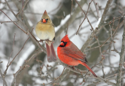 A bright, colorful, alert male Northern Cardinal bird is perched on a winter crabapple tree branch. By mid-winter January in western New York State, this tree has already been stripped almost completely bare of its hanging fruit, with no crabapples visible in this shot.