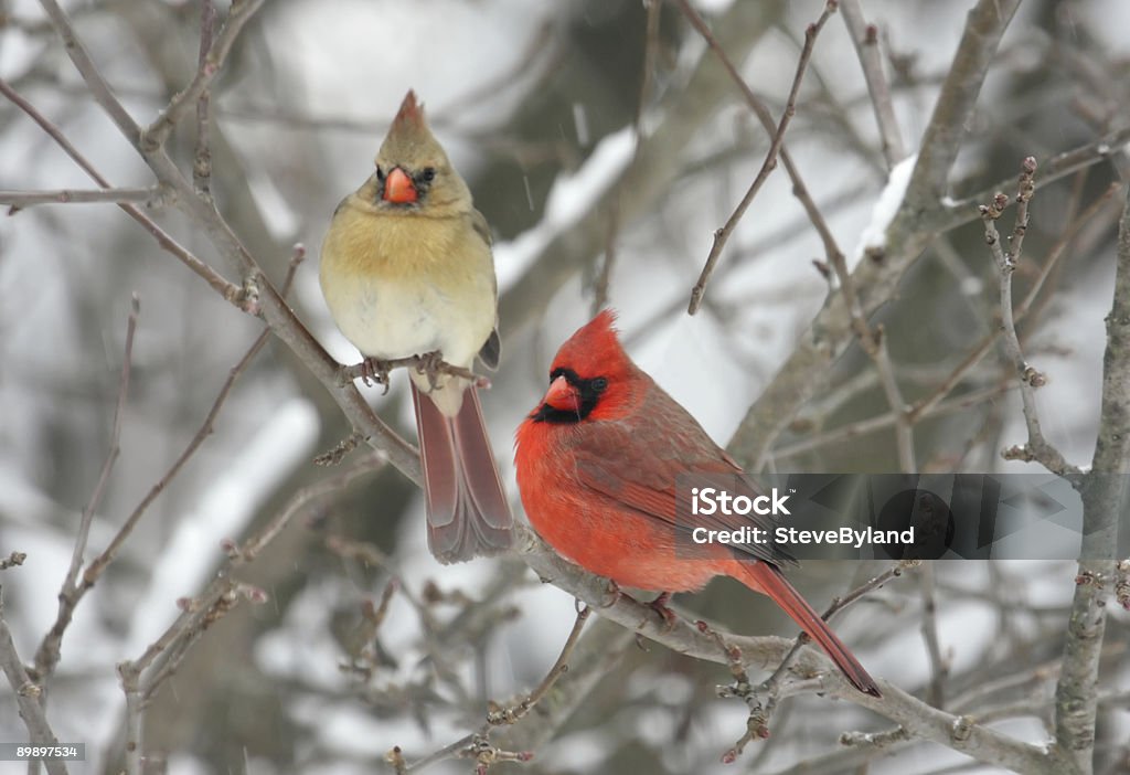 Pair of Northern Cardinals  Cardinal - Bird Stock Photo