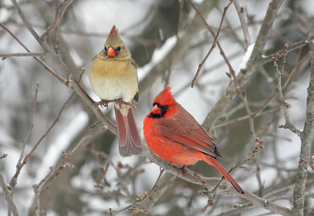 Pair of Northern Cardinals  northern cardinal stock pictures, royalty-free photos & images