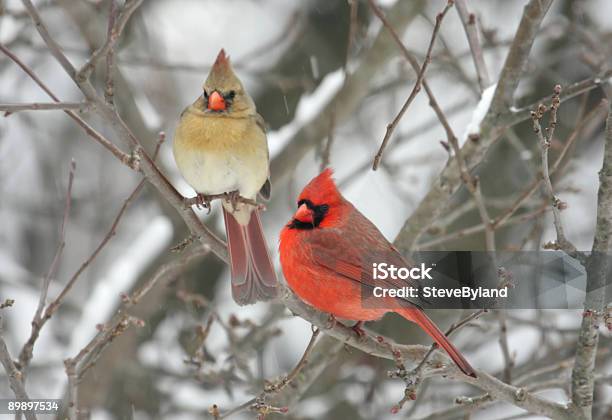 Pair Of Northern Cardinals Stock Photo - Download Image Now - Cardinal - Bird, Snow, Winter