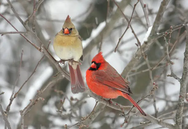 Photo of Pair of Northern Cardinals