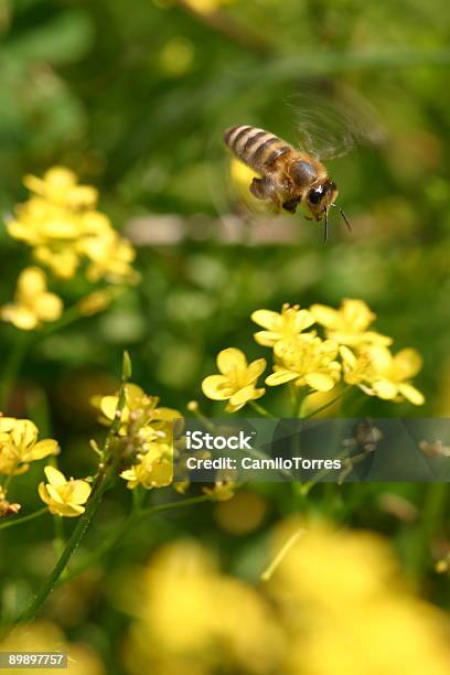 Bee Stock Photo - Download Image Now - Agricultural Field, Animal Wing, Bee