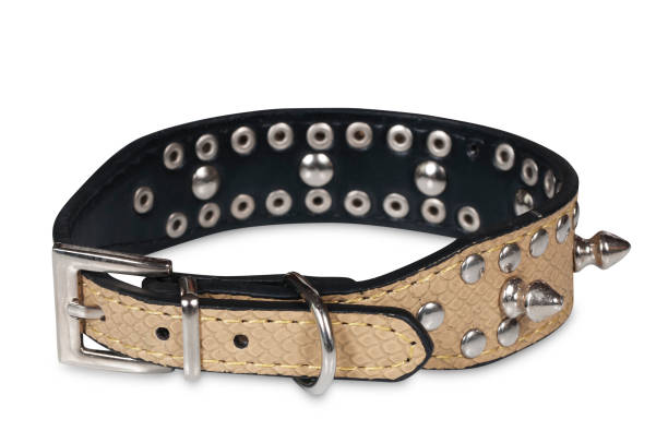 istock collar for dog with spikes isolated 898979272