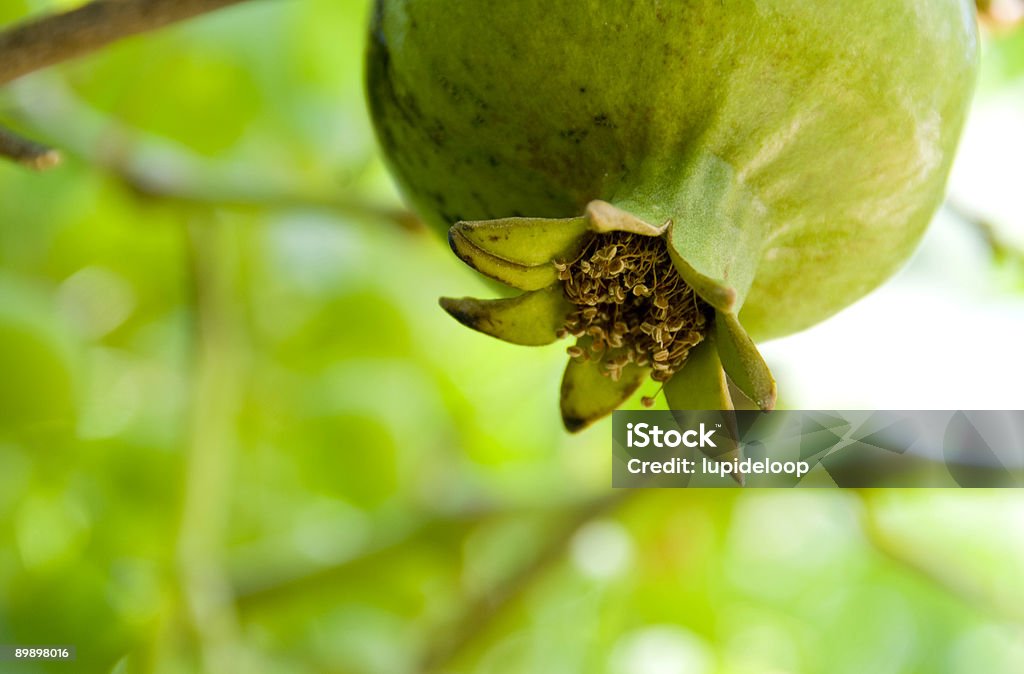 Frutas granada close-up on a branch - Foto de stock de Alimento libre de derechos