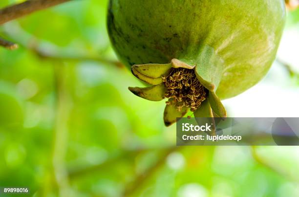 Frutas Granada Closeup On A Branch Foto de stock y más banco de imágenes de Alimento - Alimento, Arbusto, Armenia - País