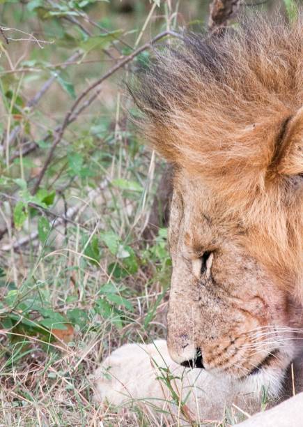 istock Close-up of male lion sleeping 898980492