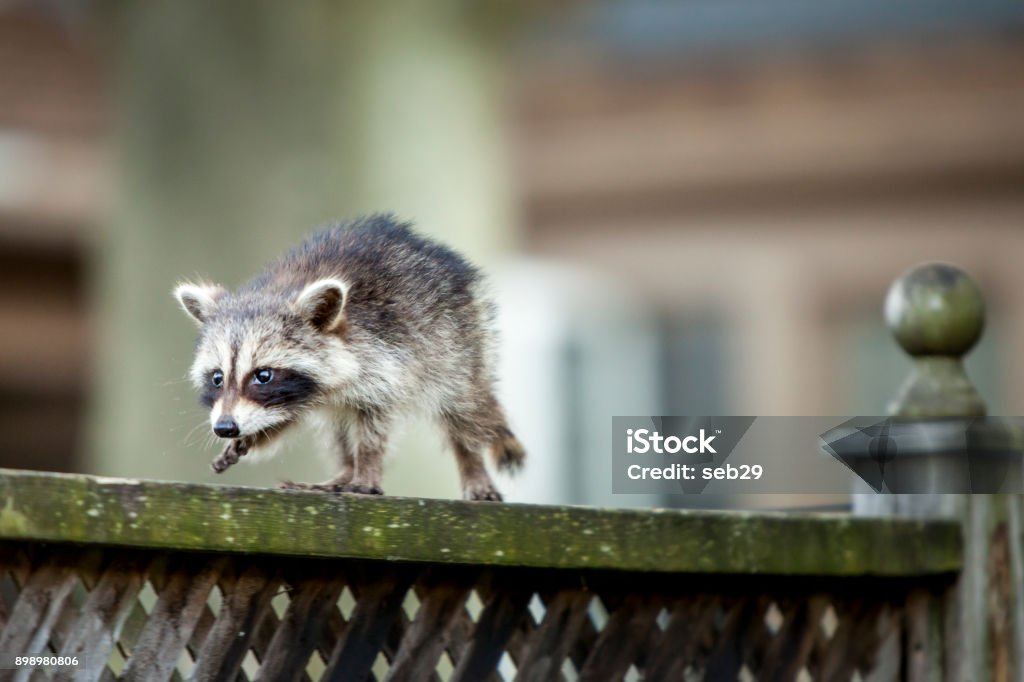 Baby Raccoon A small baby raccoon walking along a fence. Raccoon Stock Photo