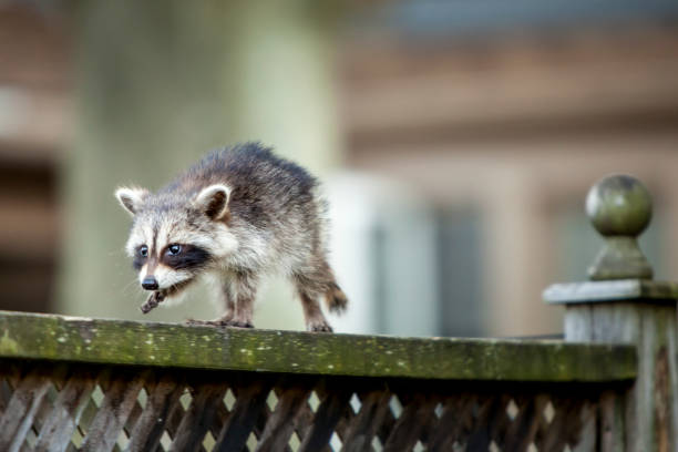 Baby Raccoon A small baby raccoon walking along a fence. raccoon stock pictures, royalty-free photos & images