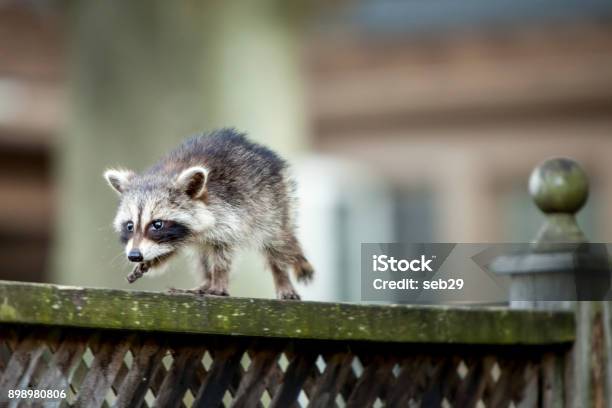 Baby Raccoon Stock Photo - Download Image Now - Raccoon, Baby - Human Age, Fence