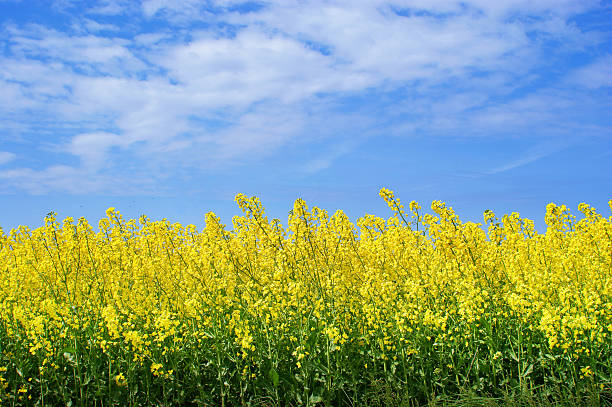 istock Yellow oilseed rape and the blue sky 89898186