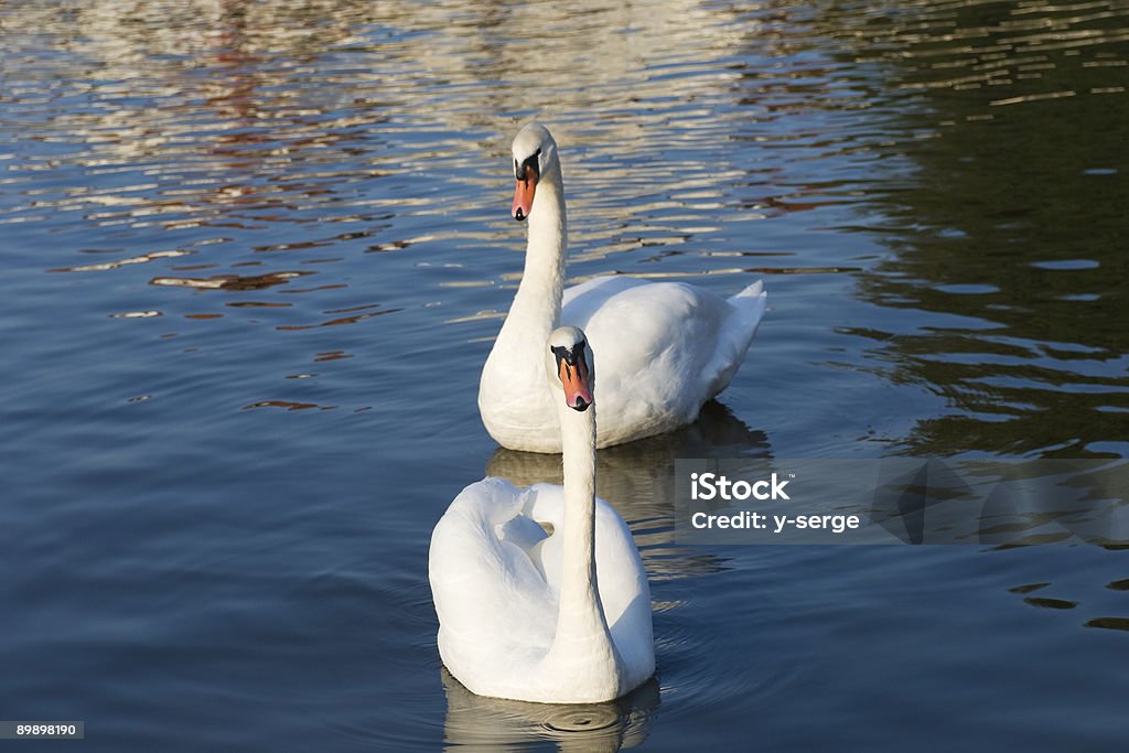 Pair of swans  Animal Wildlife Stock Photo