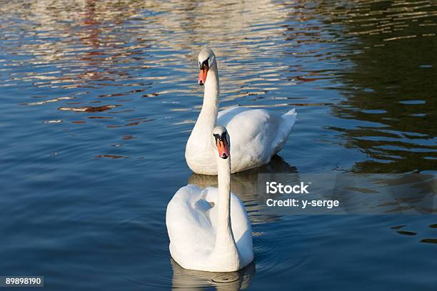 Pair Of Swans Stock Photo - Download Image Now - Animal Wildlife, Animals In The Wild, Aquatic Organism