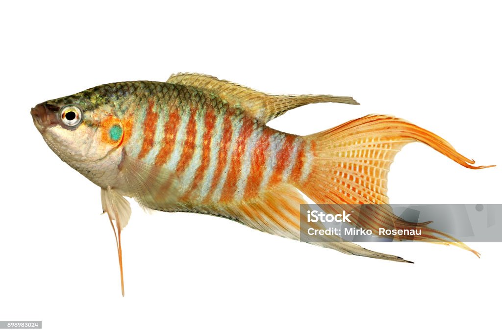 Paradise fish gourami Macropodus opercularis tropical Aquarium fish Albino Stock Photo