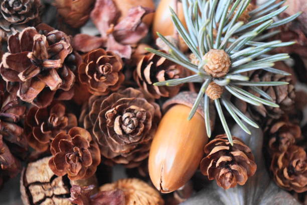 istock Fir branch and fir cones 898983794