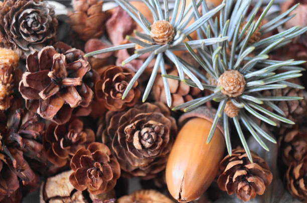istock Fir branch and fir cones 898983802