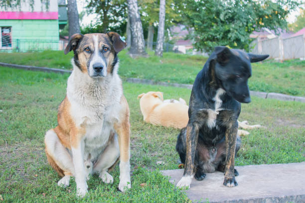 istock Stray dogs on street 898984398