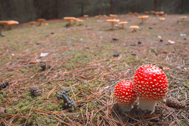 istock mushroom under autumn leaves 898984404