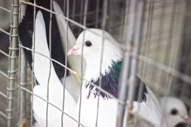 istock many gray doves in a tight cage 898984498