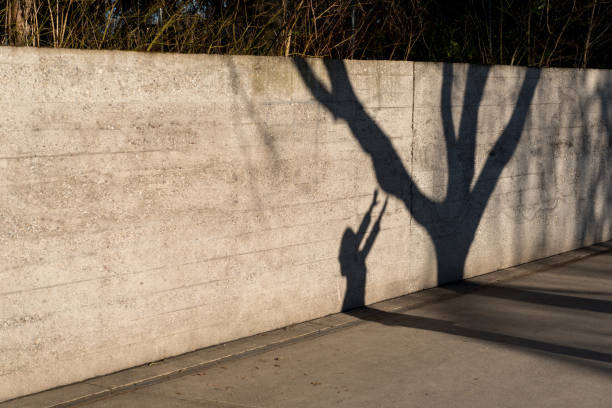 The shadow of a woman supporting a tree is pictured on a wall.