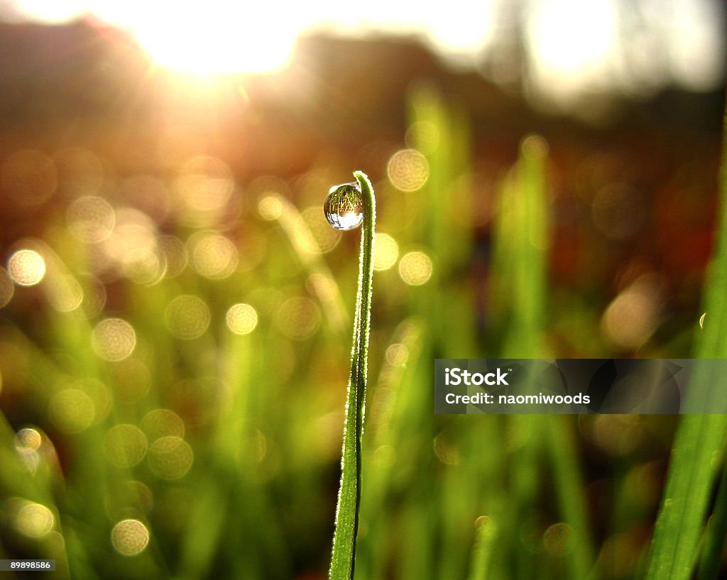 Dew Drop on Grass  Autumn Stock Photo