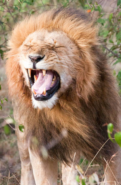 istock Male lion with flehmen response 898988062