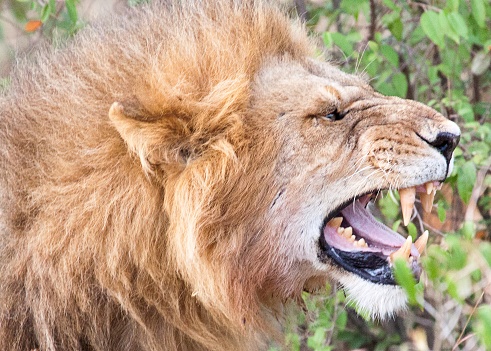 Single male lion (Panthera leo) in bushes with mouth open showing teeth during flehmen response at Maasai Mara National Park, Kenya