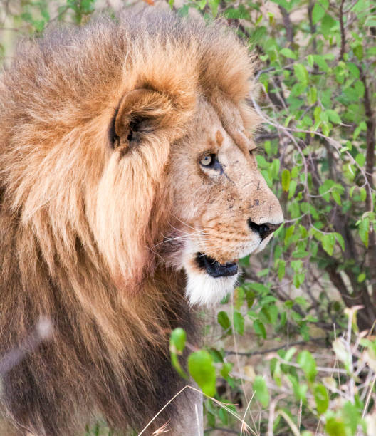 istock Male lion staring into bushes 898988486
