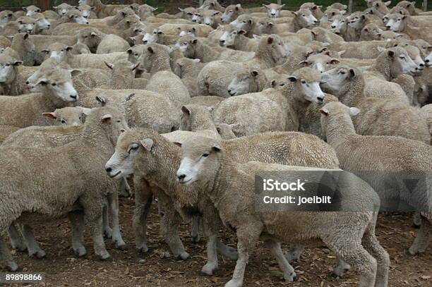 Manada De Carneiros - Fotografias de stock e mais imagens de Animal - Animal, Animal Doméstico, Branco