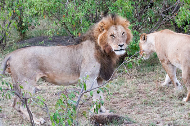 istock Male and female lions 898988710