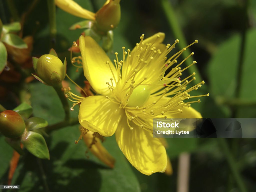 Yellow hypericum flower with green leaves close up of hypericum     Color Image Stock Photo