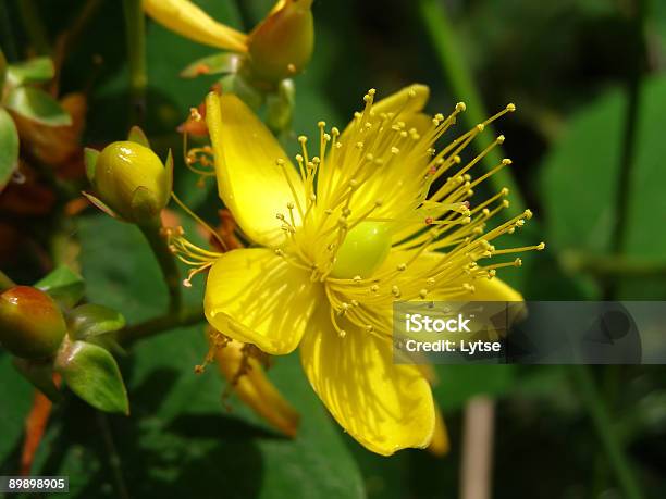 Yellow Hypericum Flower With Green Leaves Stock Photo - Download Image Now - Color Image, Extreme Close-Up, Flower