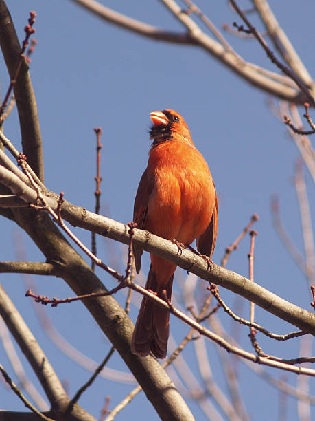 Northern Cardinal (Cardinalis) in Budding Tree stock photo