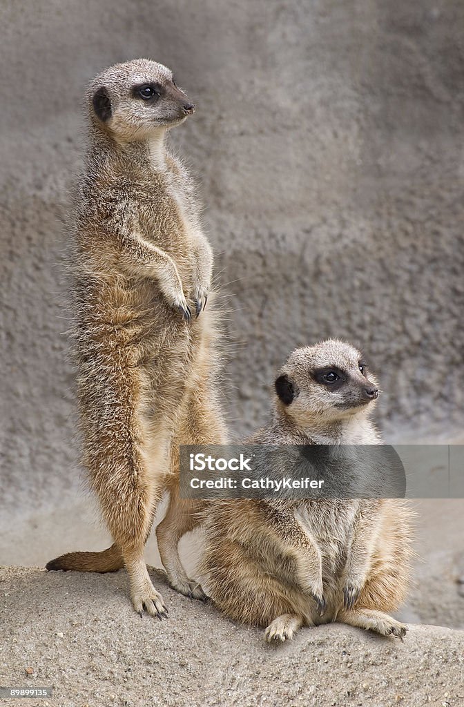 Meerkats  Animal Stock Photo